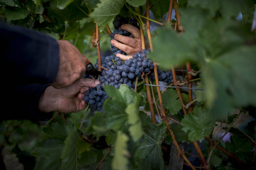 Megkezdték a kékoportó szüretelését