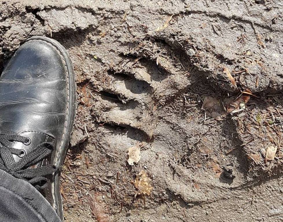 Medvenyom a székelyföldi kórház udvarán