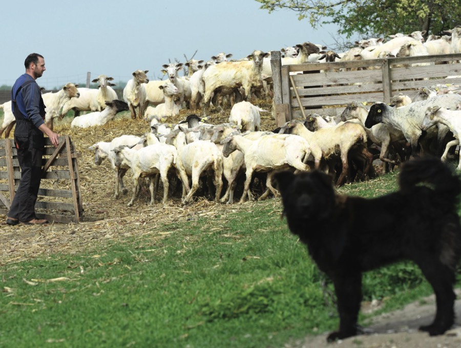 Sikerágazat a mezőgazdaság