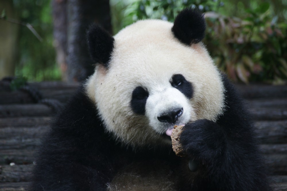 Továbbra is veszélyben a pandák