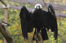 Fotó: mti, balázs attila