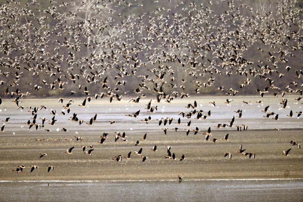 Vadlúd Sokadalom Tatán