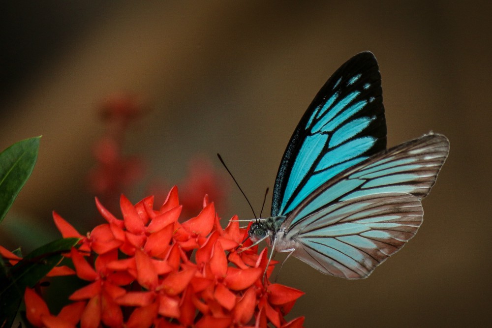 A lepkeszárnyak kimutathatják a rossz levegőt