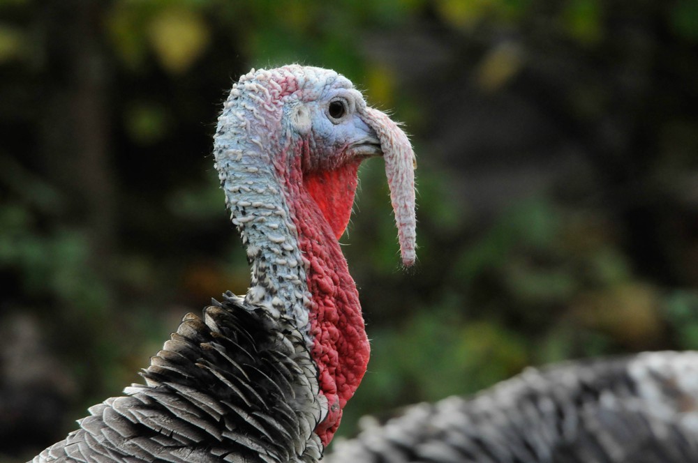 A házi pulykák az ősi Mexikóból származnak