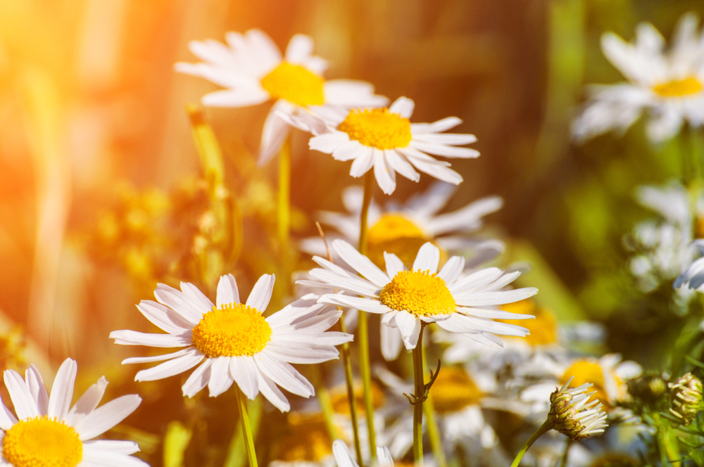 Így hódították meg a Földet a virágos növények