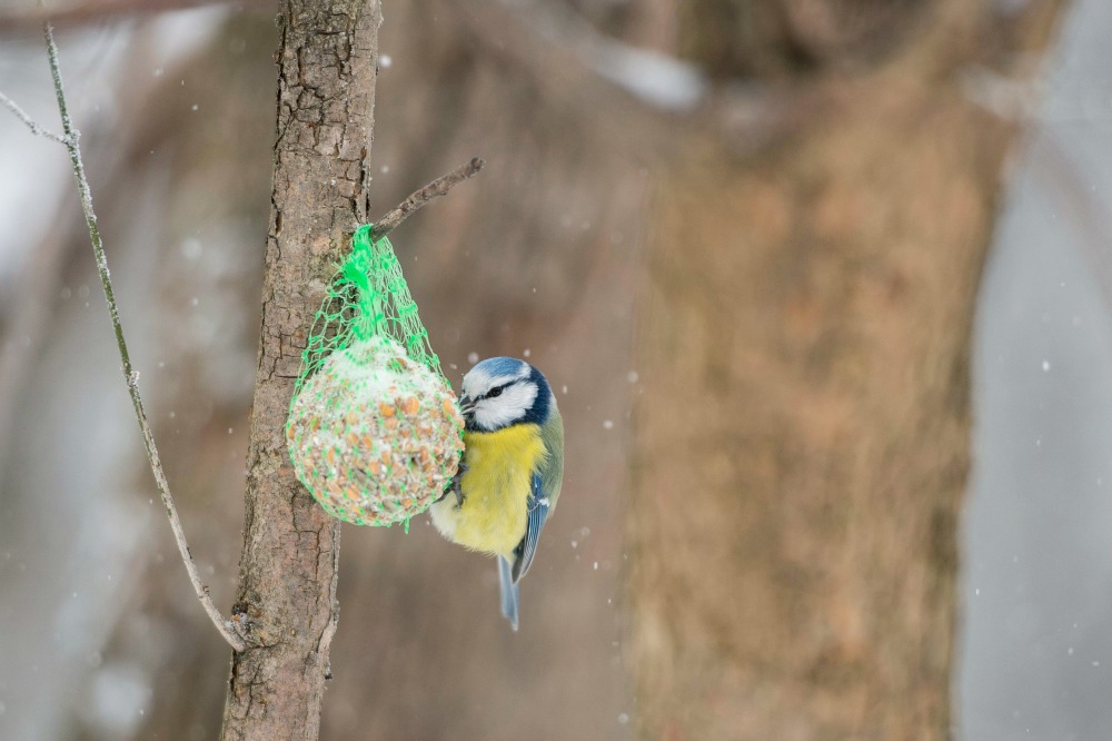 Hóesésben életmentő a madáretetés