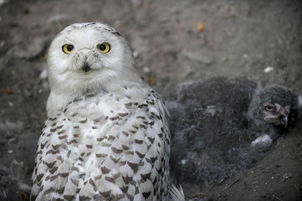 Hóbaglyok érkeztek a debreceni állatkertbe