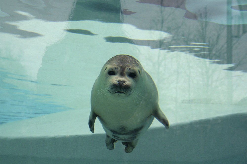 Borjúfókák érkeztek a Szegedi Vadasparkba