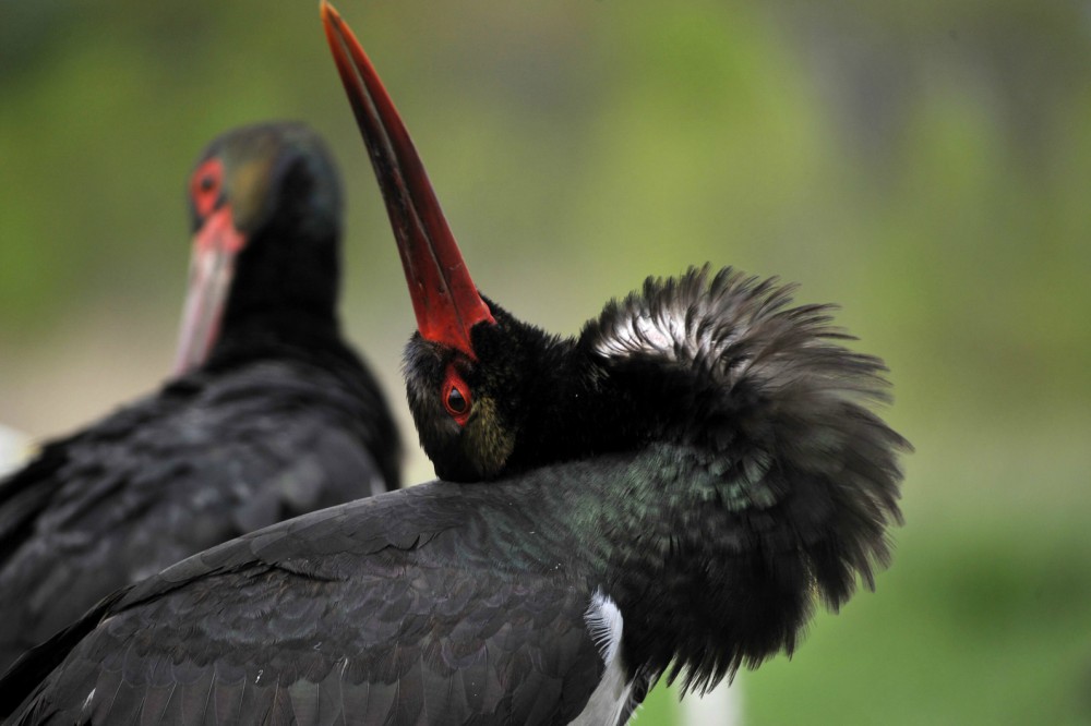Újra megjelentek a fekete gólyák Gödöllő közelében