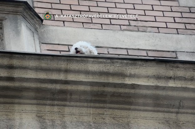 Kiskutyát mentettek meg a biztos haláltól