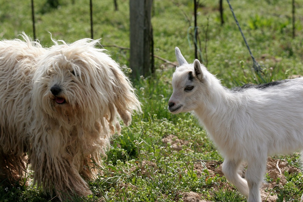 12,3 milliárd forintos génmegőrzési program indul