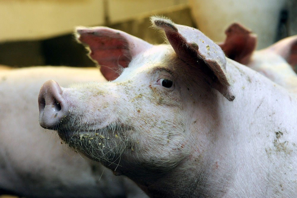 Átalakulóban a sertéságazat