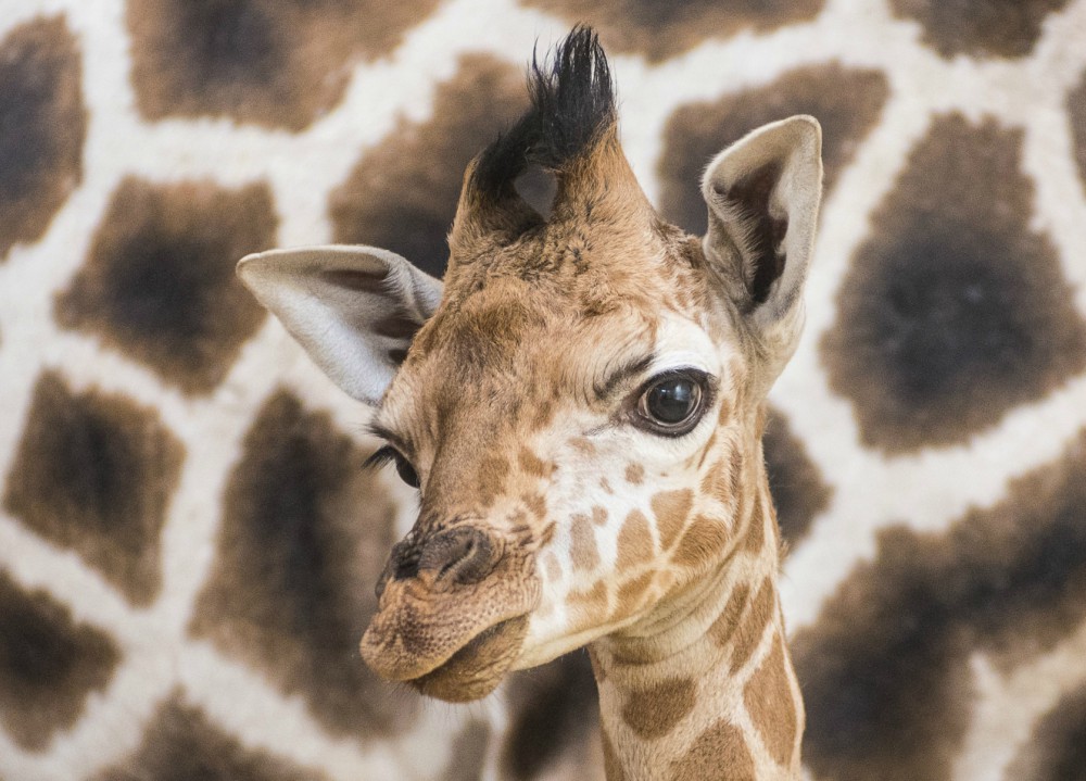Zsiráfborjú született a Nyíregyházi Állatparkban