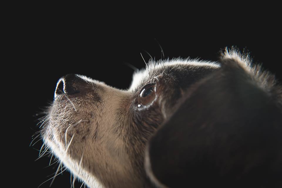 Álmok és ábrándok