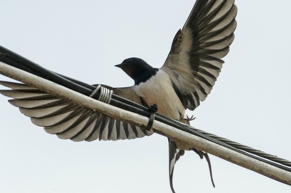 Kiemelt fecskevédelem