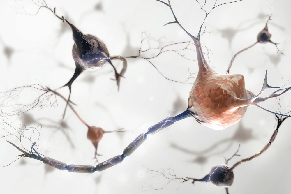 Idős korban is ugyanannyi idegsejt növekedik