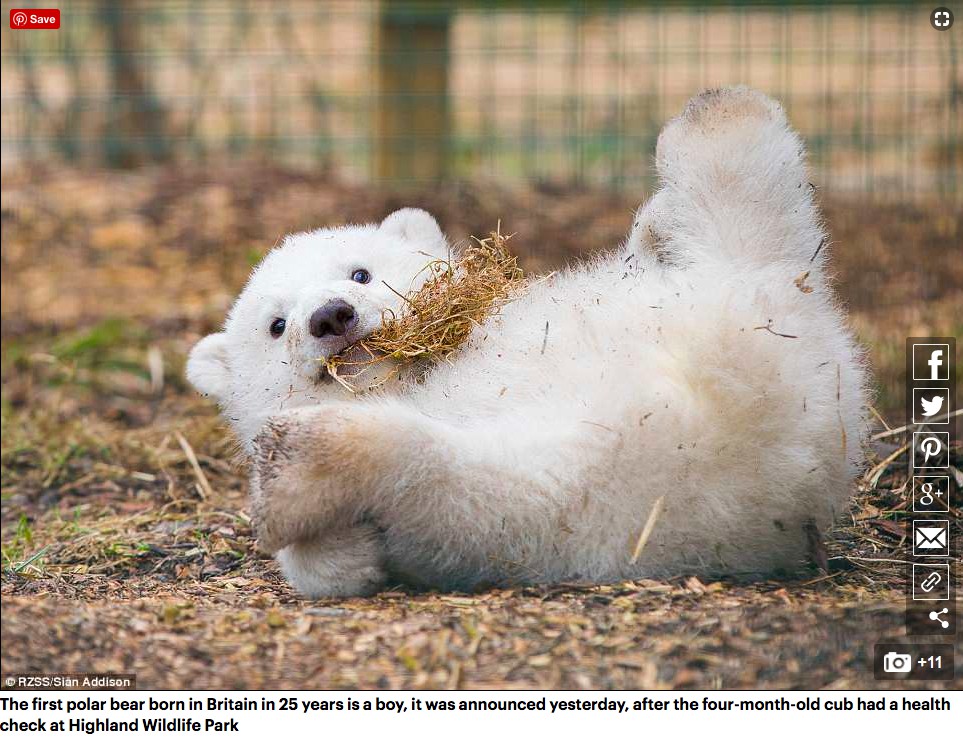 25 év után megszületett az első jegesmackó