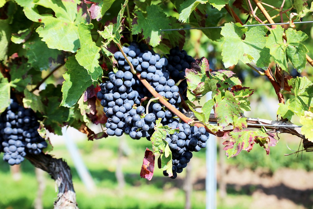 Nemzetközi borkóstoló Pécsen