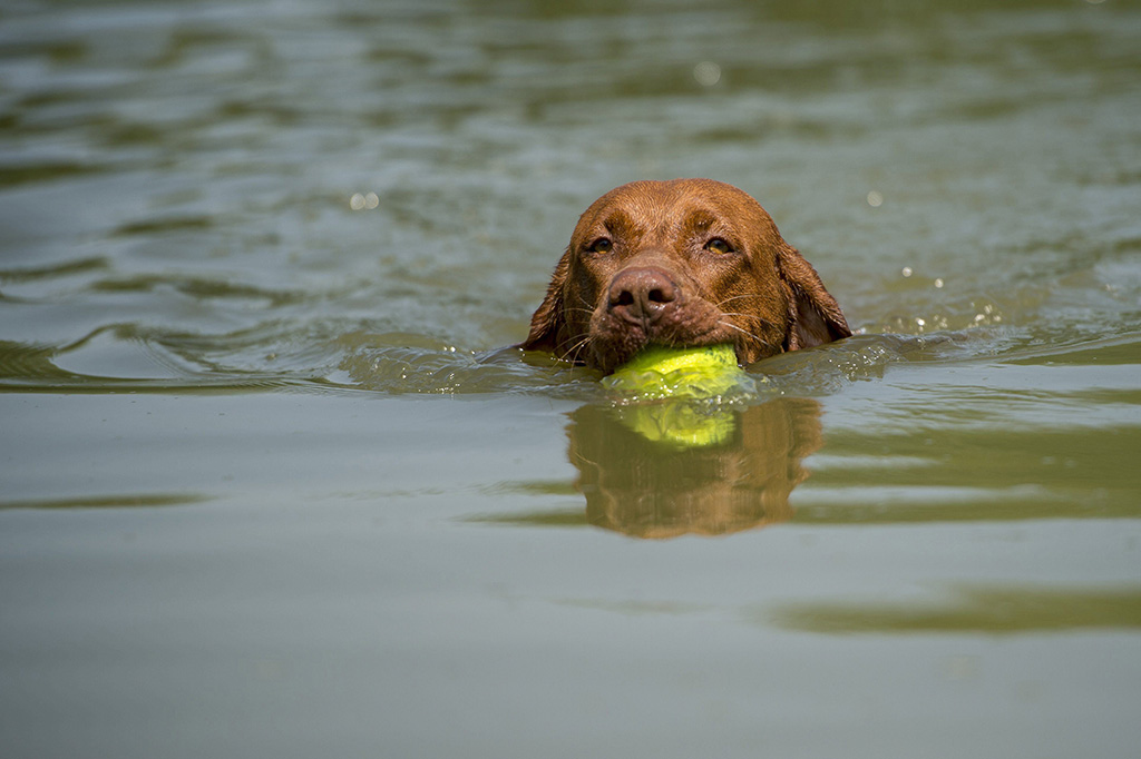 Kutyabarát strand nyílik Tiszafüreden