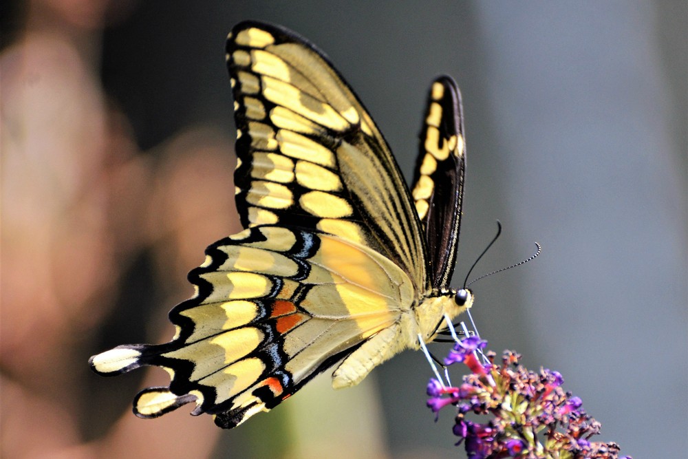 Újra nyit a lepkeház Szegeden