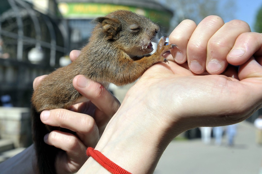 A vadmentő munka is bemutatkozik