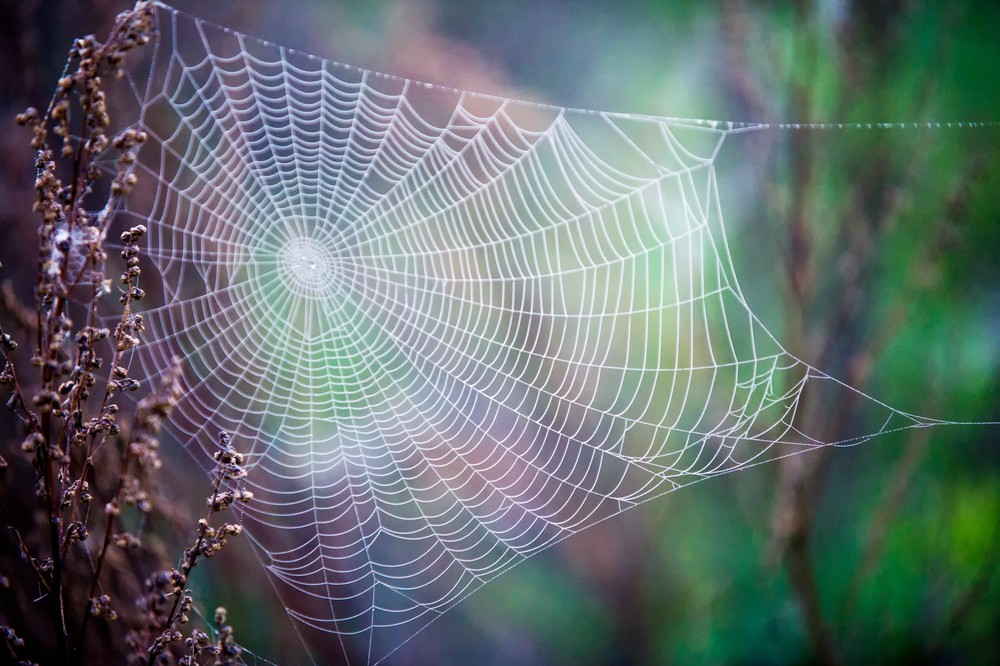 Elpusztult a világ legöregebb pókja