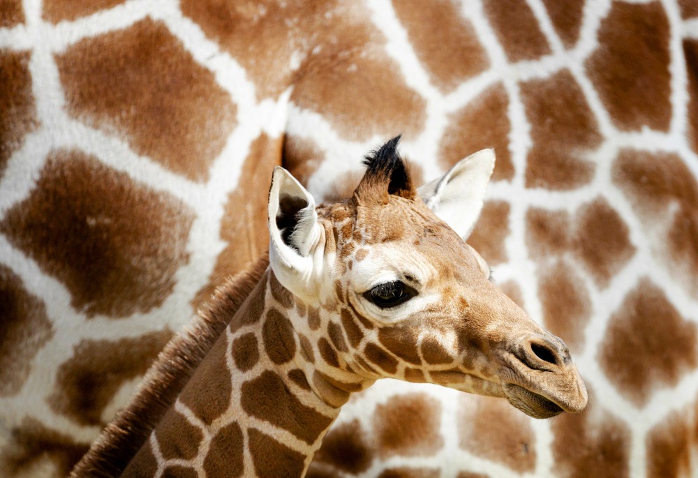 Zsiráfborjú Amszterdamban