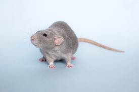 Fotó: shutterstock.com, illusztráció