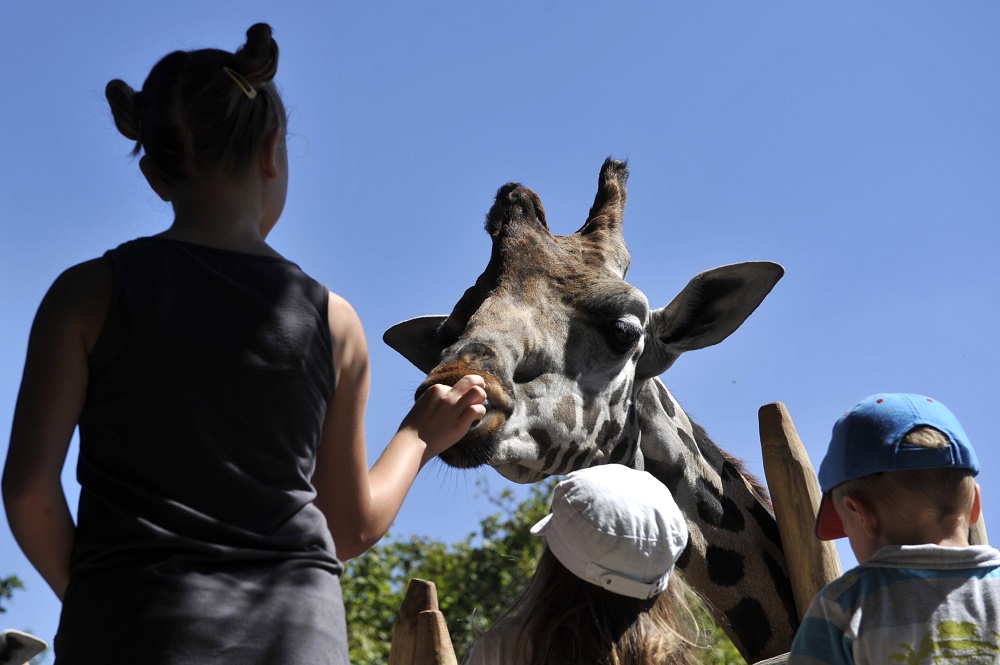 Állatkerti világtanácskozás Budapesten