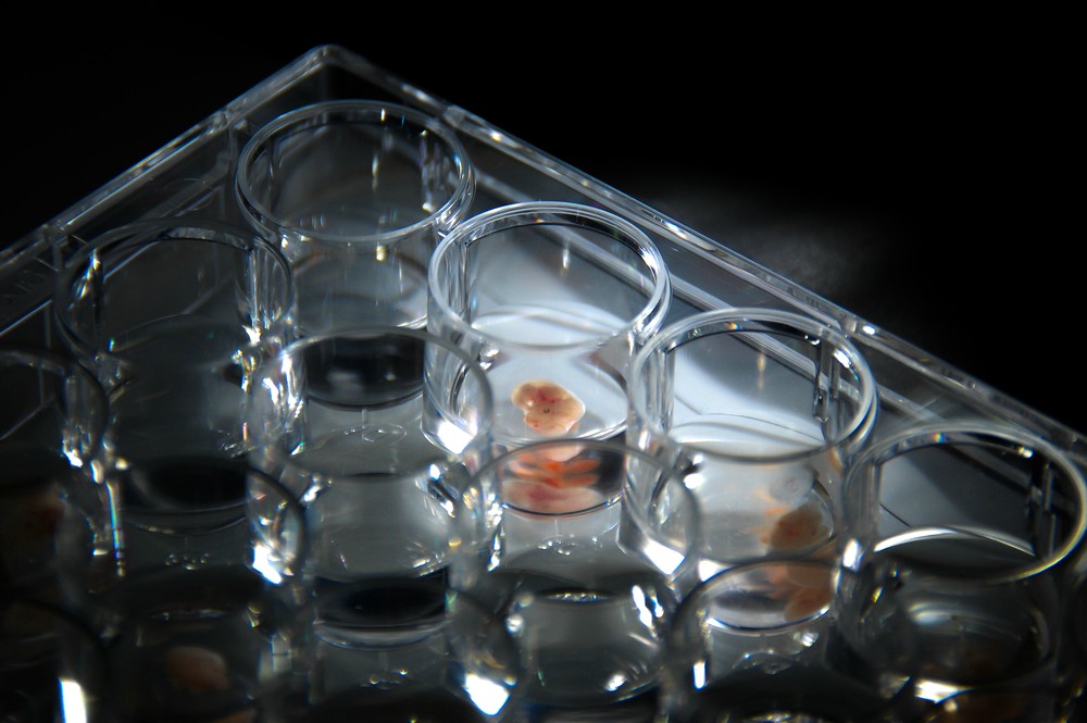 Mesterséges embriókat hoztak létre