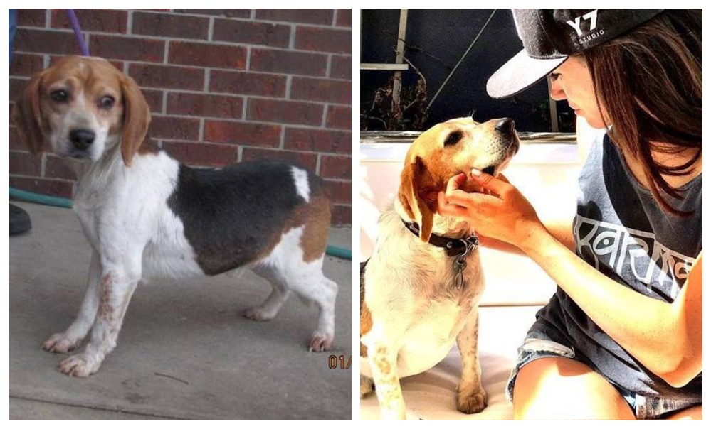 Így lett a kidobott kutyából királyi családtag