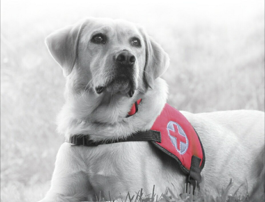 Rendkívül sikeresek a magyar mentőkutyák