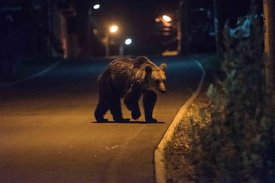Fotó: MTI/Veres Nándor, archív, illusztráció