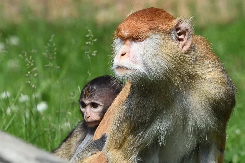 Huszármajom született a Miskolci Állatkertben