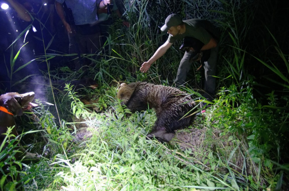 Szabadon engedték a kóborló medvét