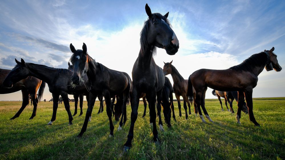 Elindult az 52. Hortobágyi Lovasnapok
