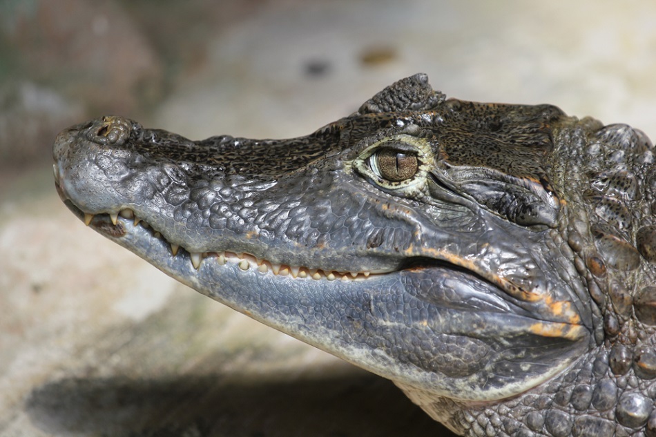 Több száz krokodilt mészároltak le helybéli lakosok