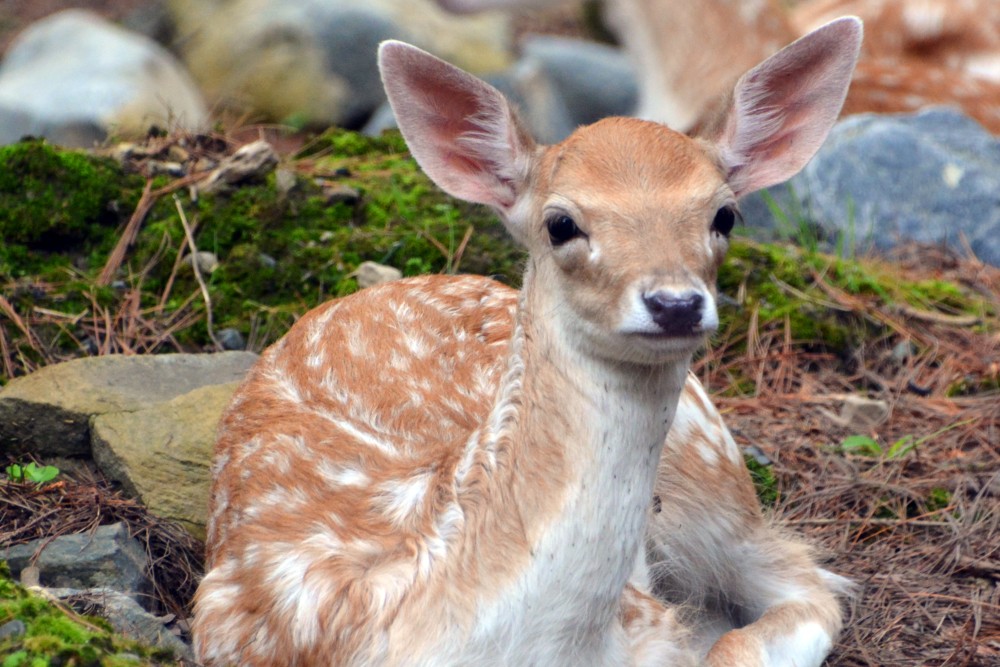 Mezopotámiai dámszarvasok születtek Szegeden