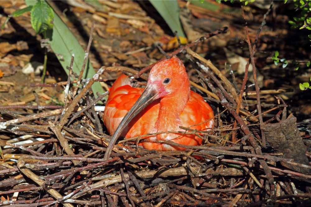 Skarlát íbiszek keltek ki a Szegeden