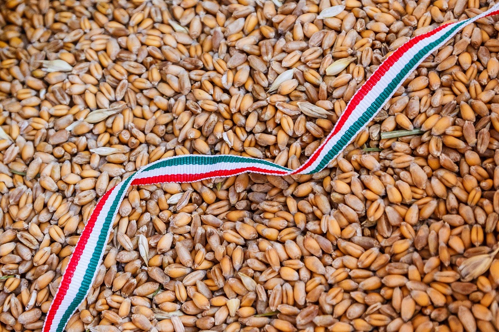 Húszmillió embert is képesek lennénk ellátni búzával