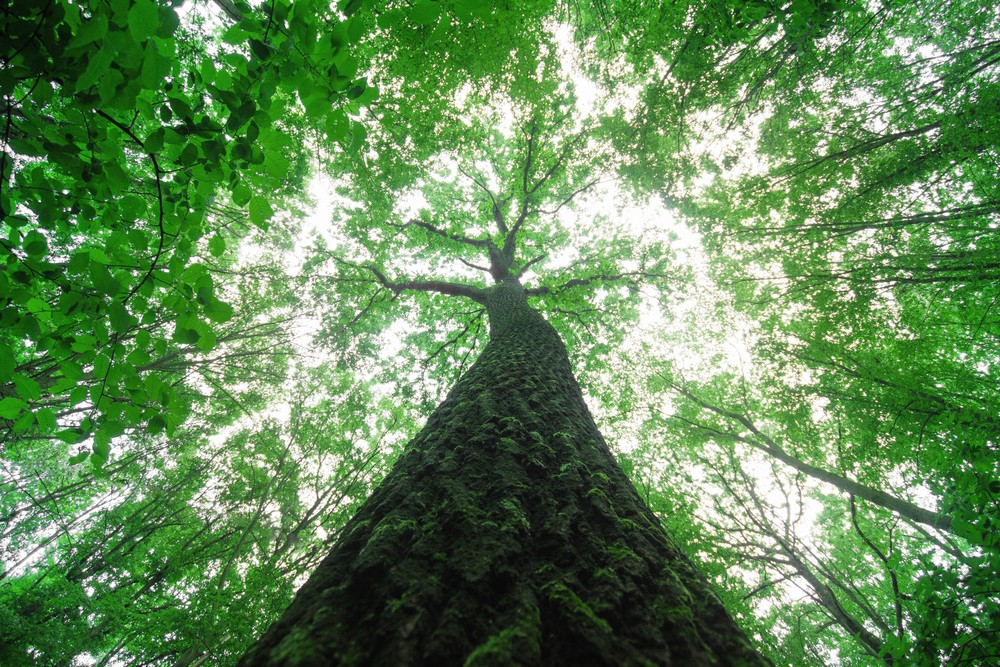 Gyorsabban nőnek a fák