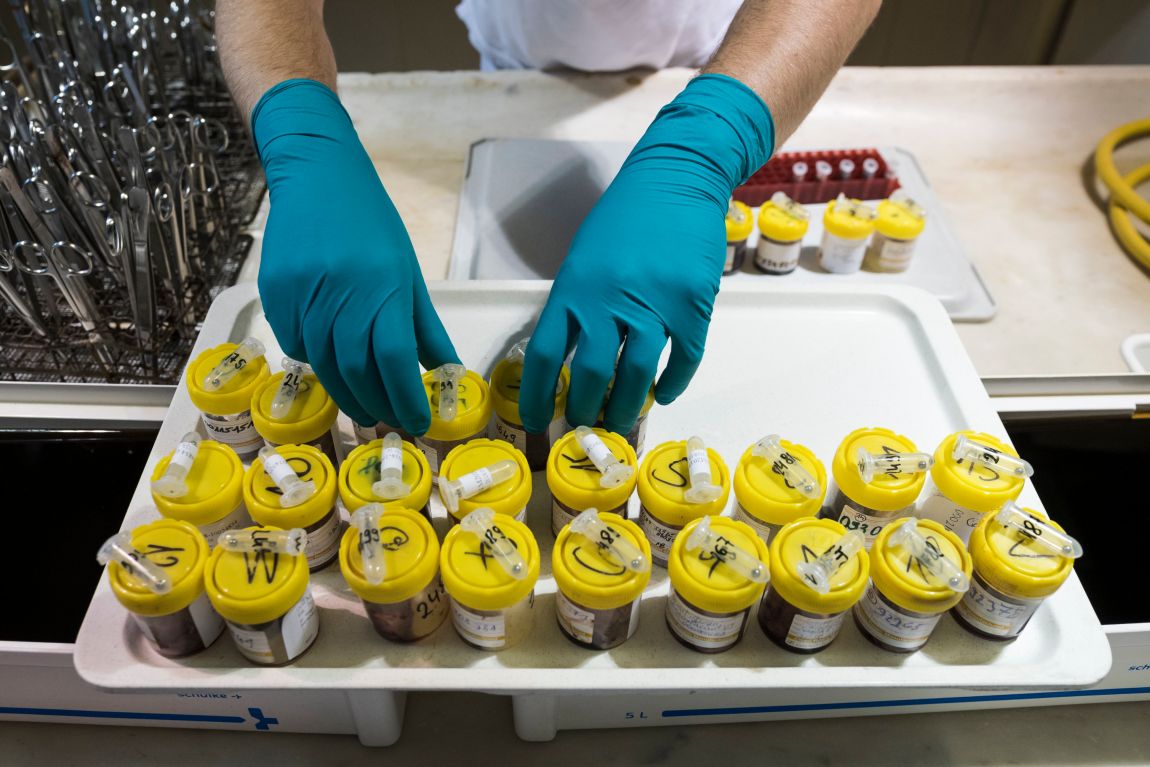 Támad a sertéspestis