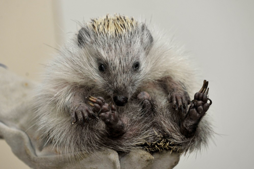 Átadták a Sünispotályt a fővárosi állatkertben