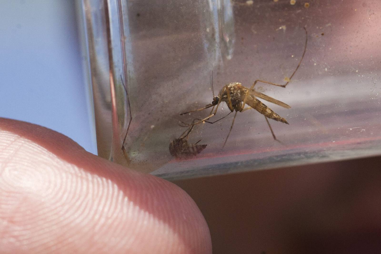 Százezer hektáron folytatódik a szúnyogirtás