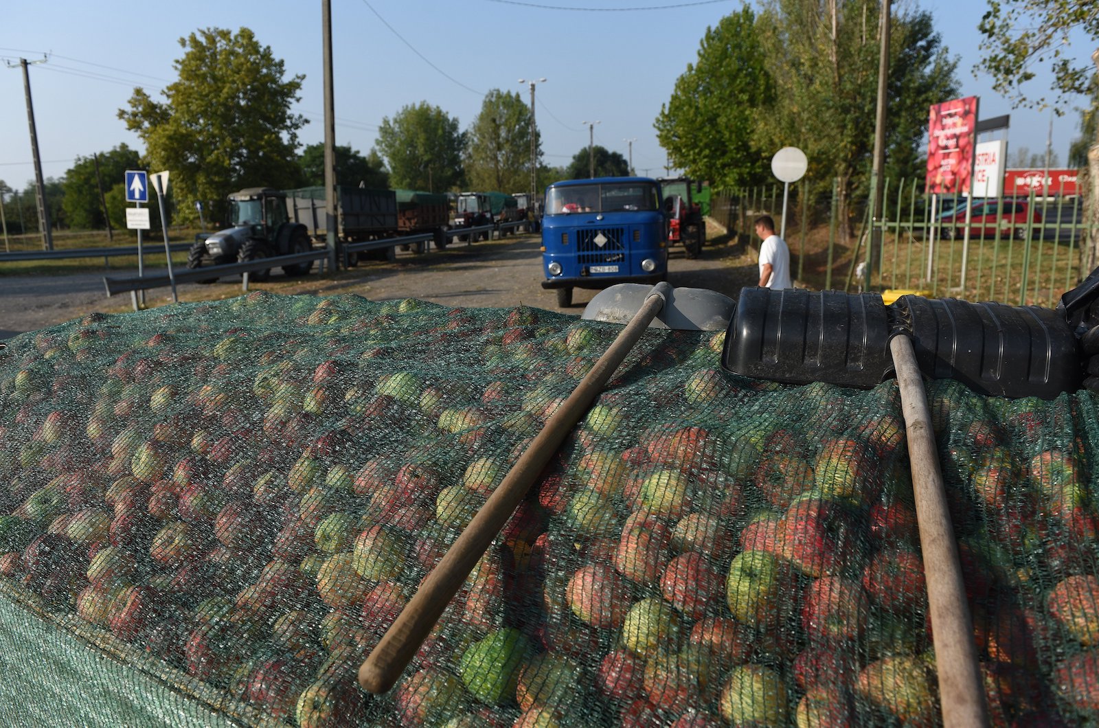 Átlagon felüli lehet az almatermés