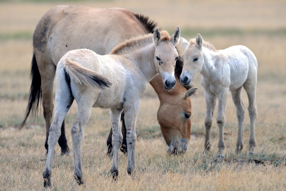 A Hortobágyon élő vadlovakról készül film