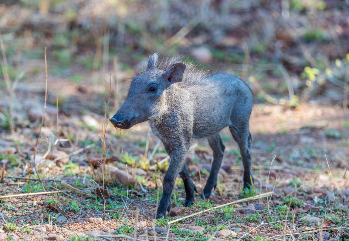 Varacskos disznók költöztek a Nyíregyházi Állatparkba