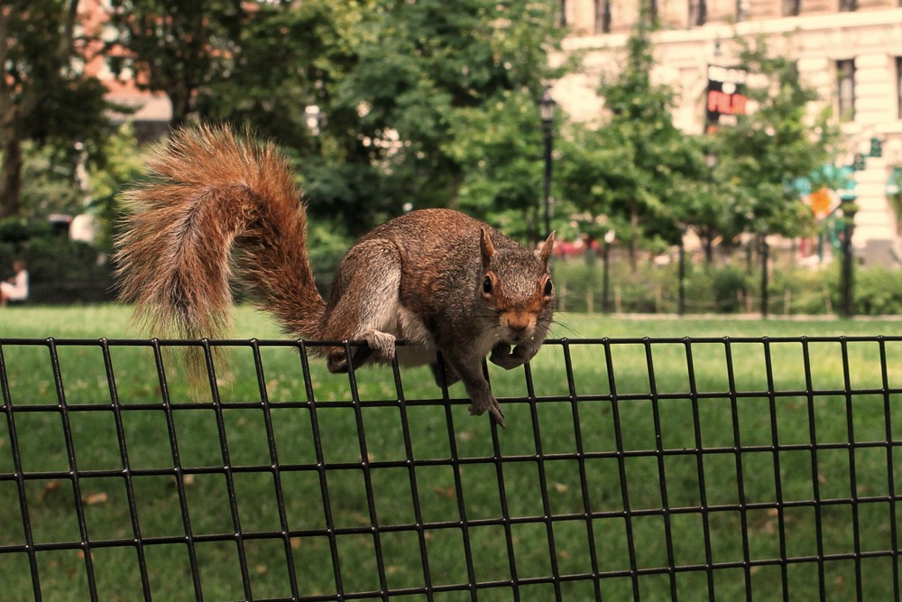 Mókusnépszámlálás a Central Parkban