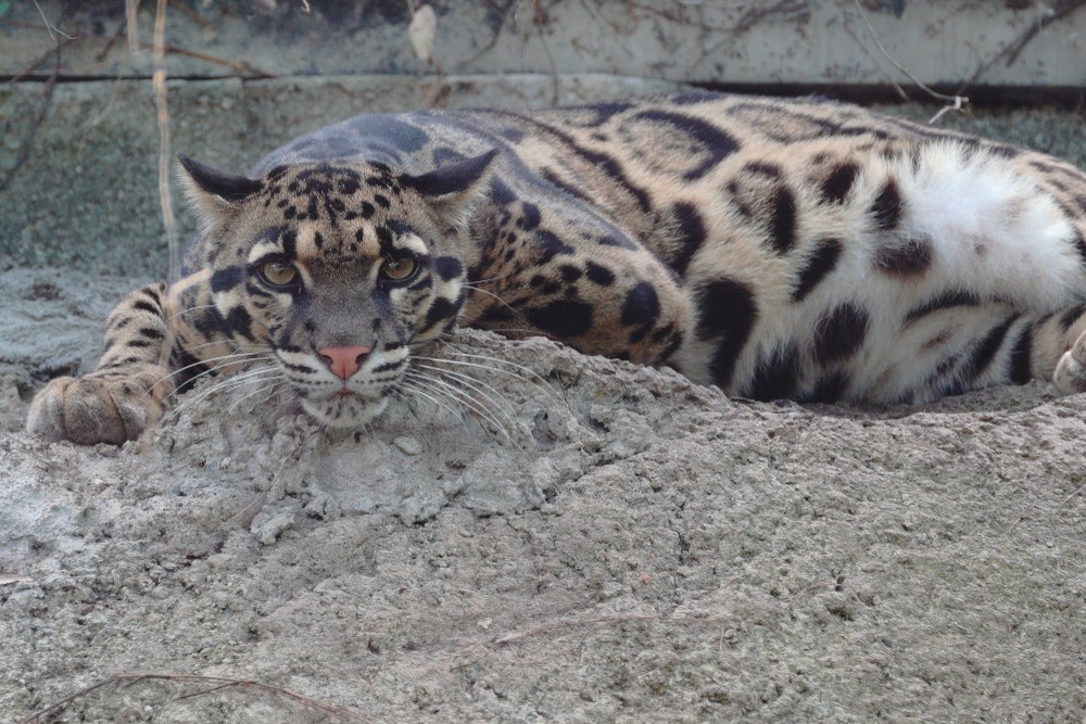 Emlősfajok pusztulnak ki