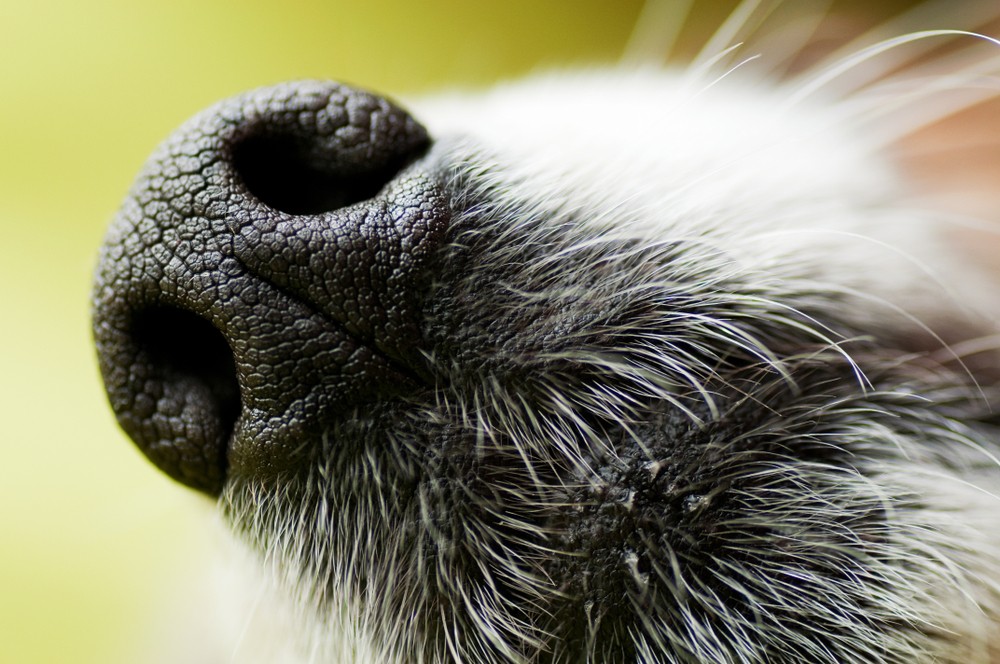 Érzékelik az infravörös sugárzást